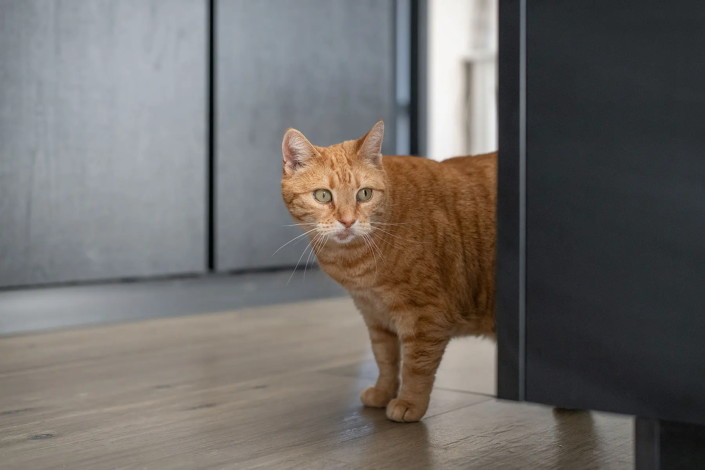 keuken Purmerend
