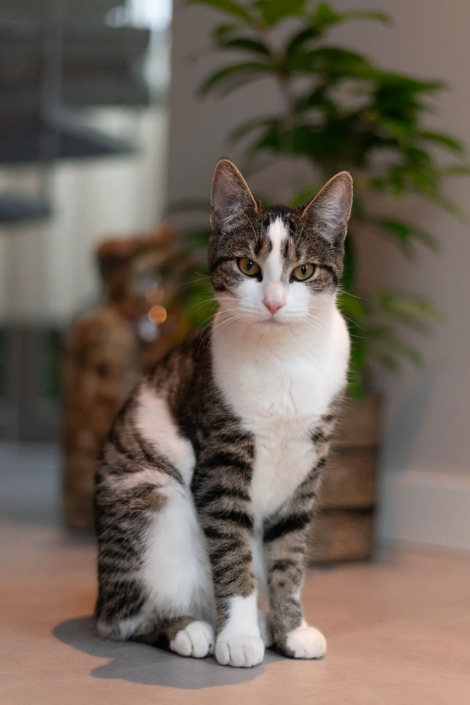 Keuken Nieuw-Vennep | Keukenstudio van den Bijtel